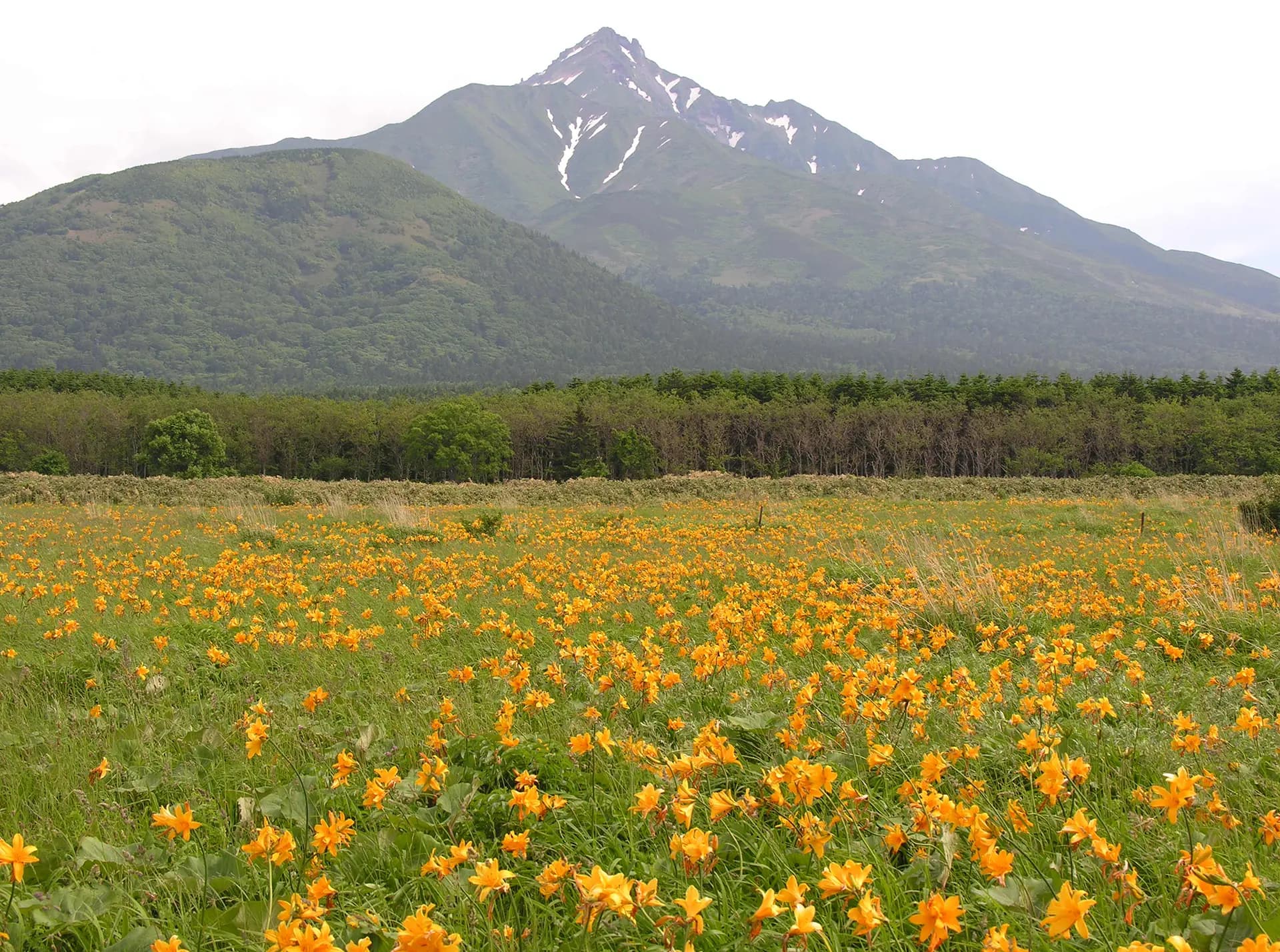 富士野園地の風景 1